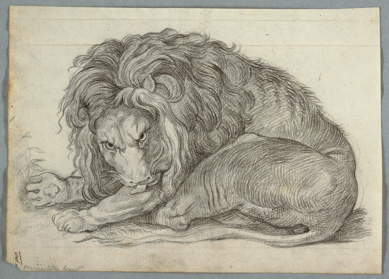 Studie van een Leeuw door Unknown artist