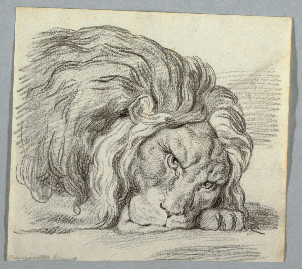 Studie van een Leeuw door Unknown artist