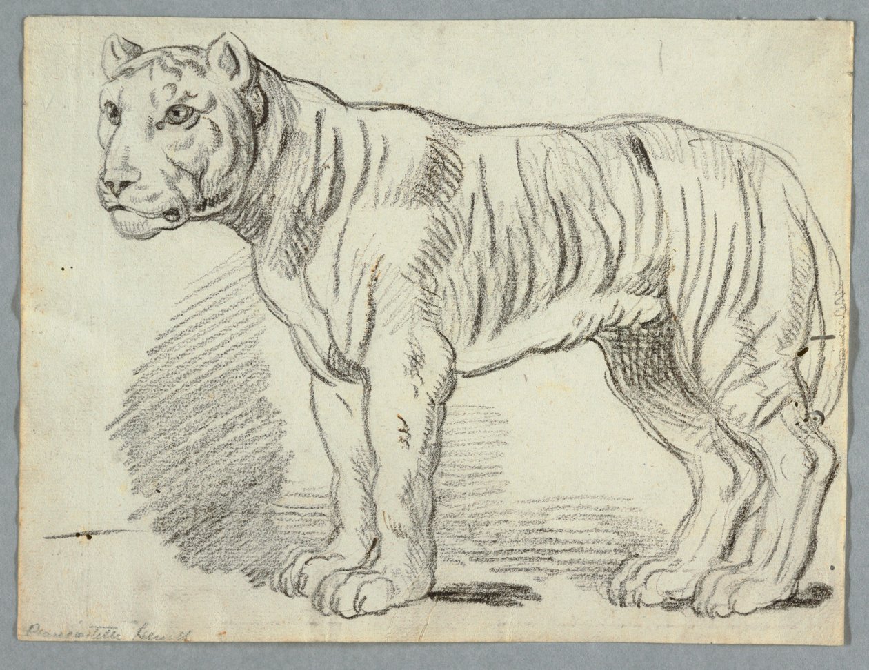 Studie van een Tijger door Unknown artist