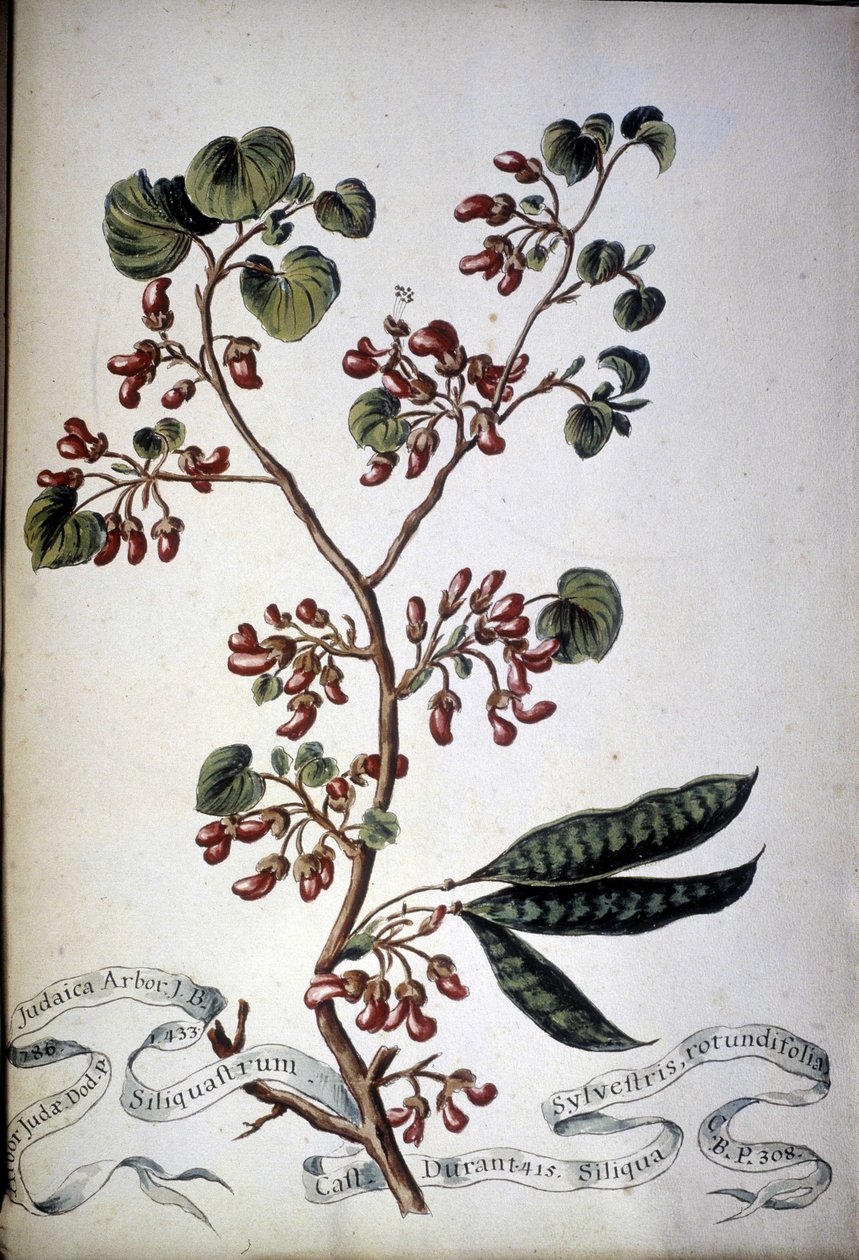 Sylvestris Rotundifolia. 19e-eeuws herbarium door Unknown artist