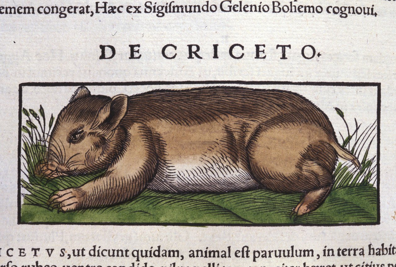 De hamster in Historia Animalium door Conrad Gesner (1516 - 1565), Tiguri door Unknown artist
