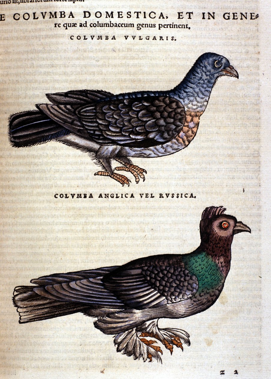 De duif na de Historia Animalium van Conrad Gesner, Tiguri 1560. Biblioteca nazionale Braidense. Milaan door Unknown artist