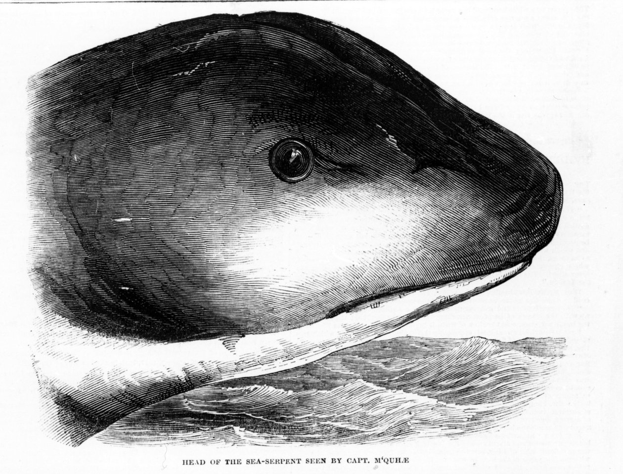 Het hoofd van de gigantische zeeslang werd gespot door de bemanning van de HMS Daedalus in 1848. Gravure uit die tijd. door Unknown artist
