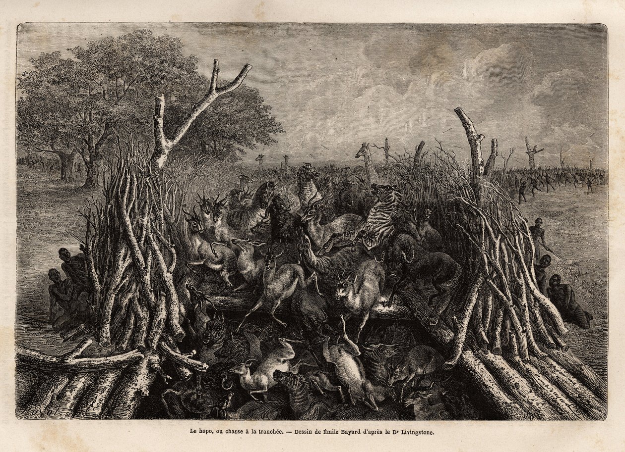 De hopo of jachttechniek in de greppel, die bestaat uit een val van 2 heggen die elkaar naderen in een V, leidend naar een put waar het wild in valt, in zeer grote hoeveelheden, na te zijn geleid door de kreten van de jagers. Gravure ter illustratie door Unknown artist