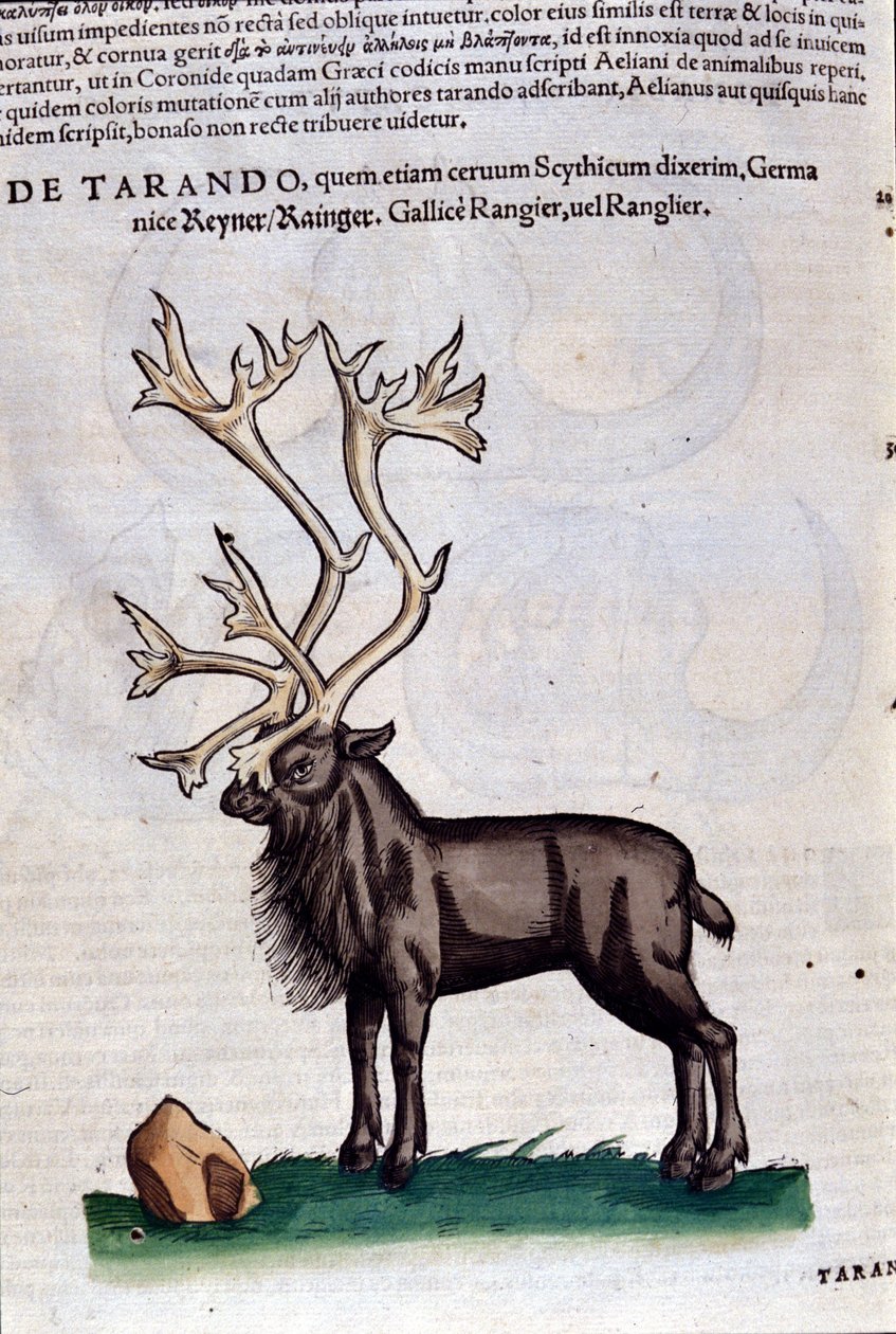 Het rendier na Historiae animalium door Konrad Gesner, Tiguri door Unknown artist