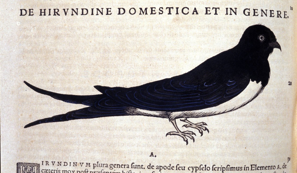 De zwaluw na Historiae animalium door Konrad Gesner, Tiguri door Unknown artist