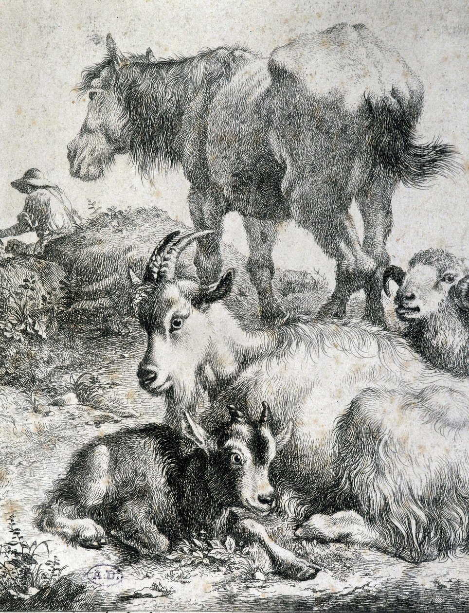 Trekpaard, geit, bok en ram (gravure) door Unknown artist