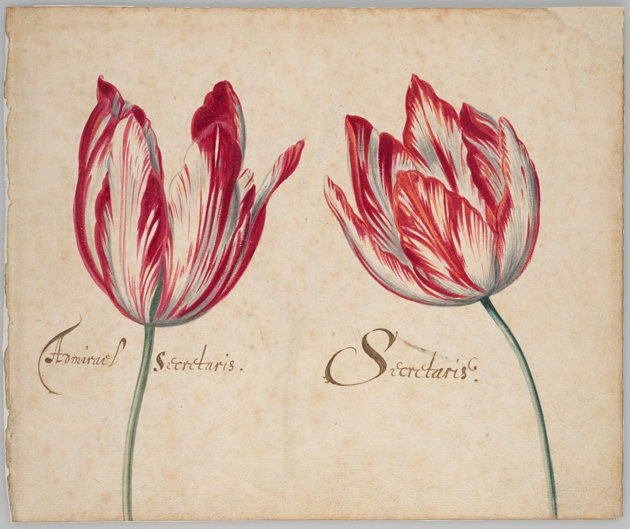 Twee Tulpen (recto); Eén Tulp (verso) door Unknown artist