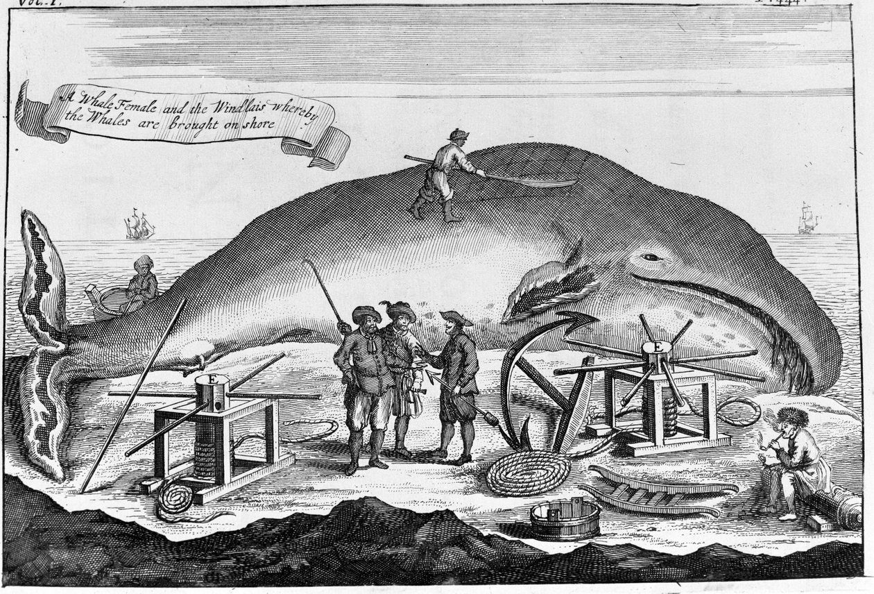 Walvisvangst: aan wal wordt een potvis schoongemaakt. Losse gravure uit een boek van het begin van de 18e eeuw door Unknown artist