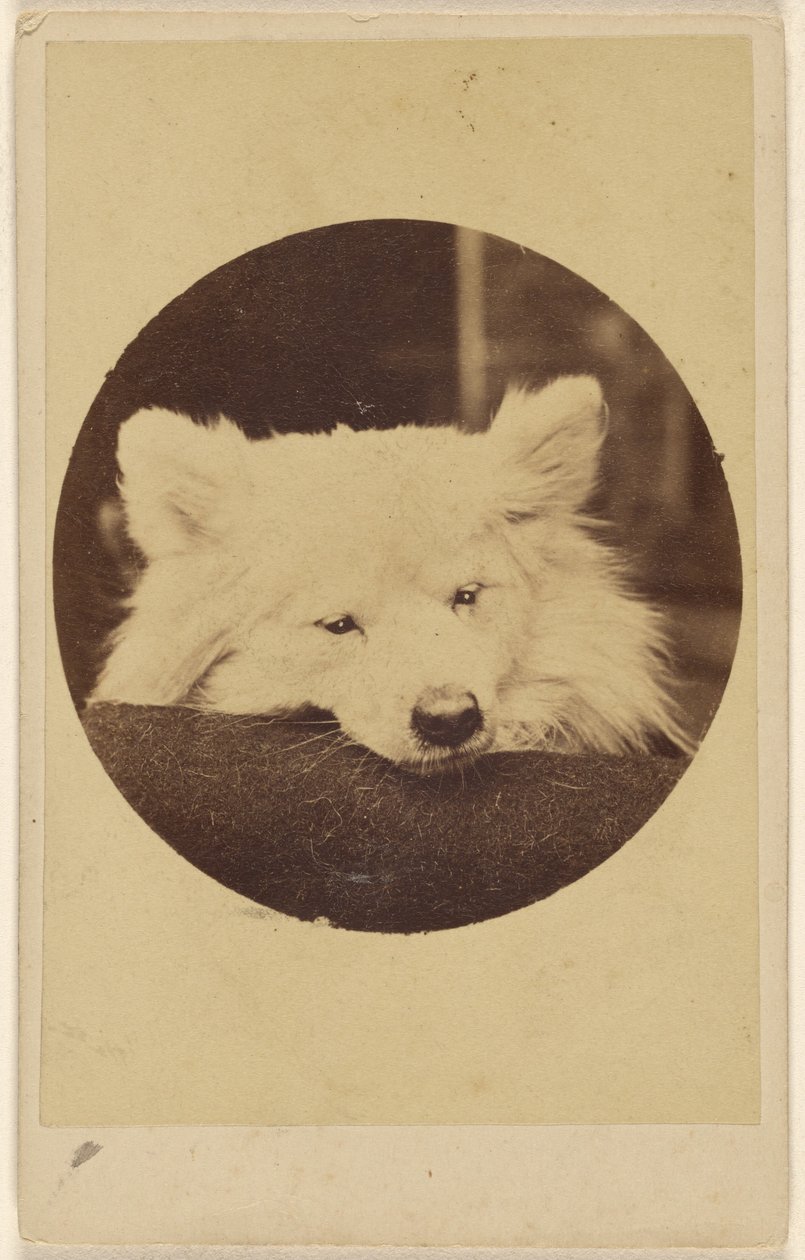 [Witte hond met zijn kin op een kussen]. door Unknown artist