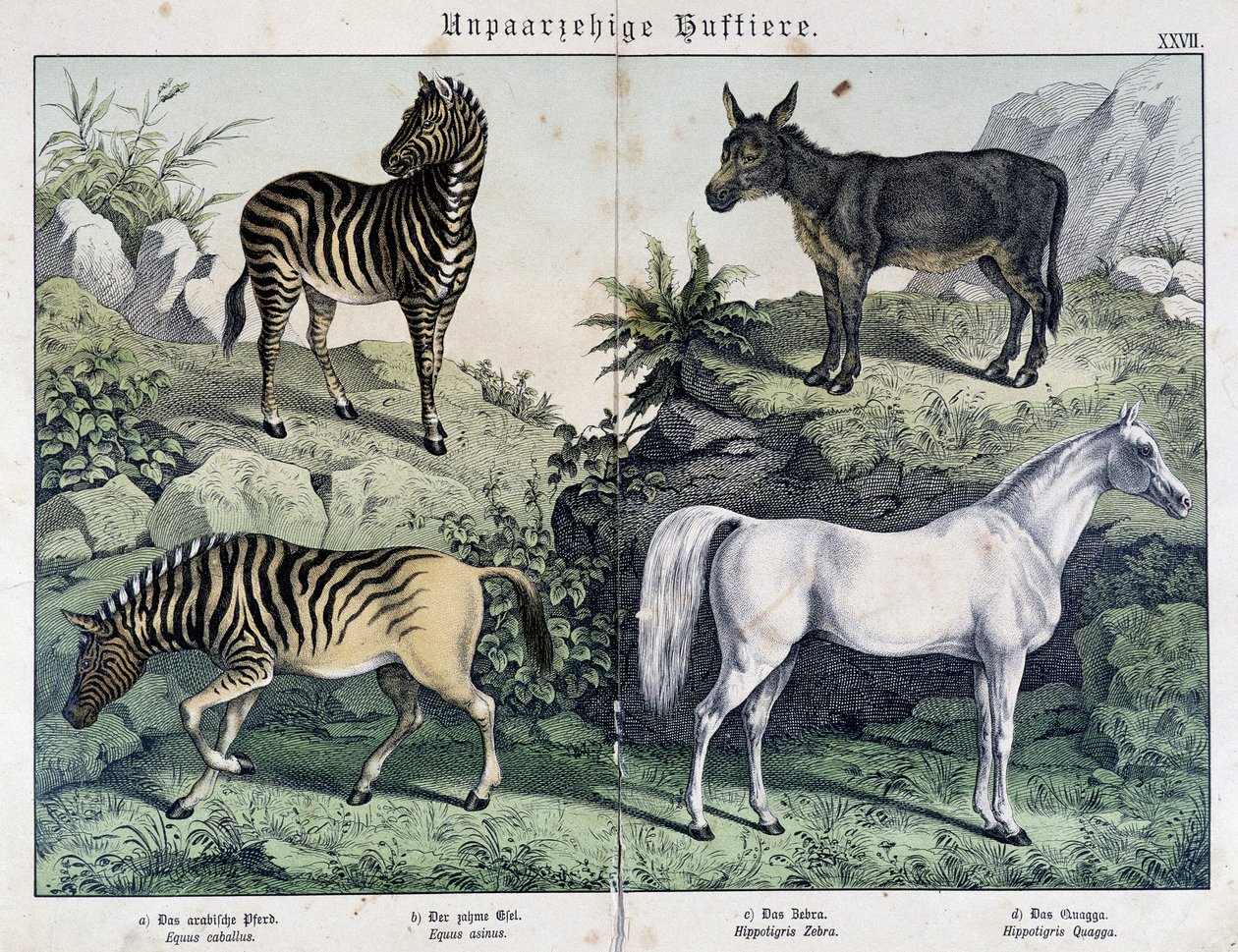 Zebra