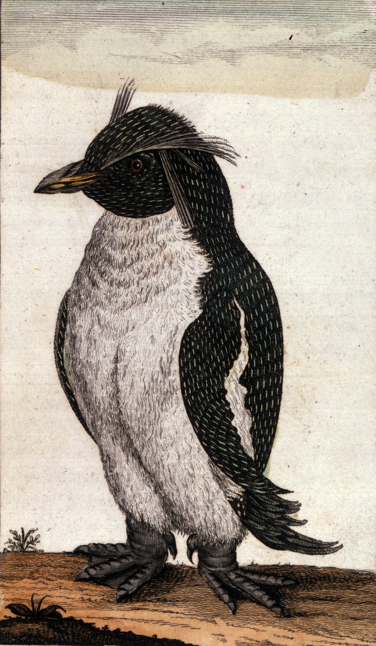 Zoölogische kaart met een Diomedea-vogel van de Albatros-familie. Gravure uit de 18e eeuw door Unknown artist
