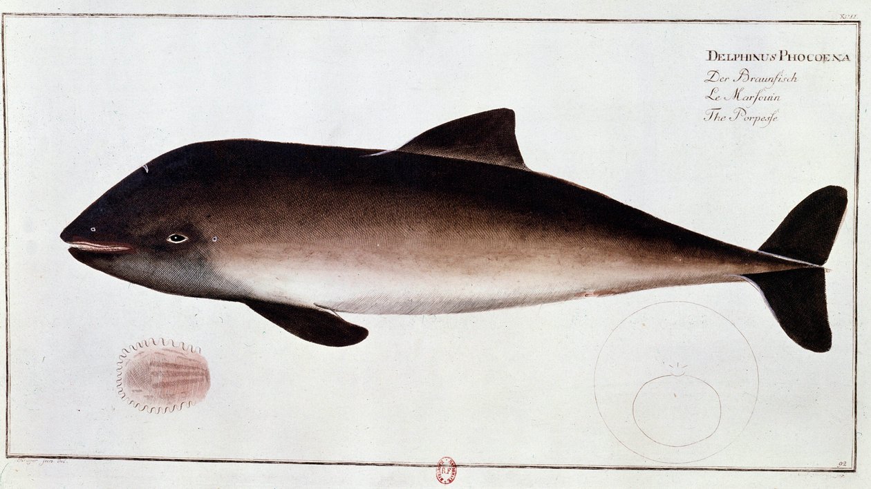Zoölogie: bord met een bruinvis, waterzoogdier. Prent uit het begin van de 18e eeuw B.N. Parijs door Unknown artist
