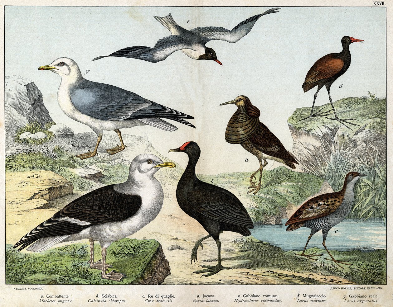 a: De vechter (Machetes pugnax), b: Kip (Gallinula chloropus), c: Rale des genetes (Crex pratensis), d: Jacana (Parra Jacana), e: Zwartoog Meeuw (Hydrocolaeus ridibundus), f: Meeuw (Larus marinus), g: Zilvermeeuw (Larus argentus) - In 