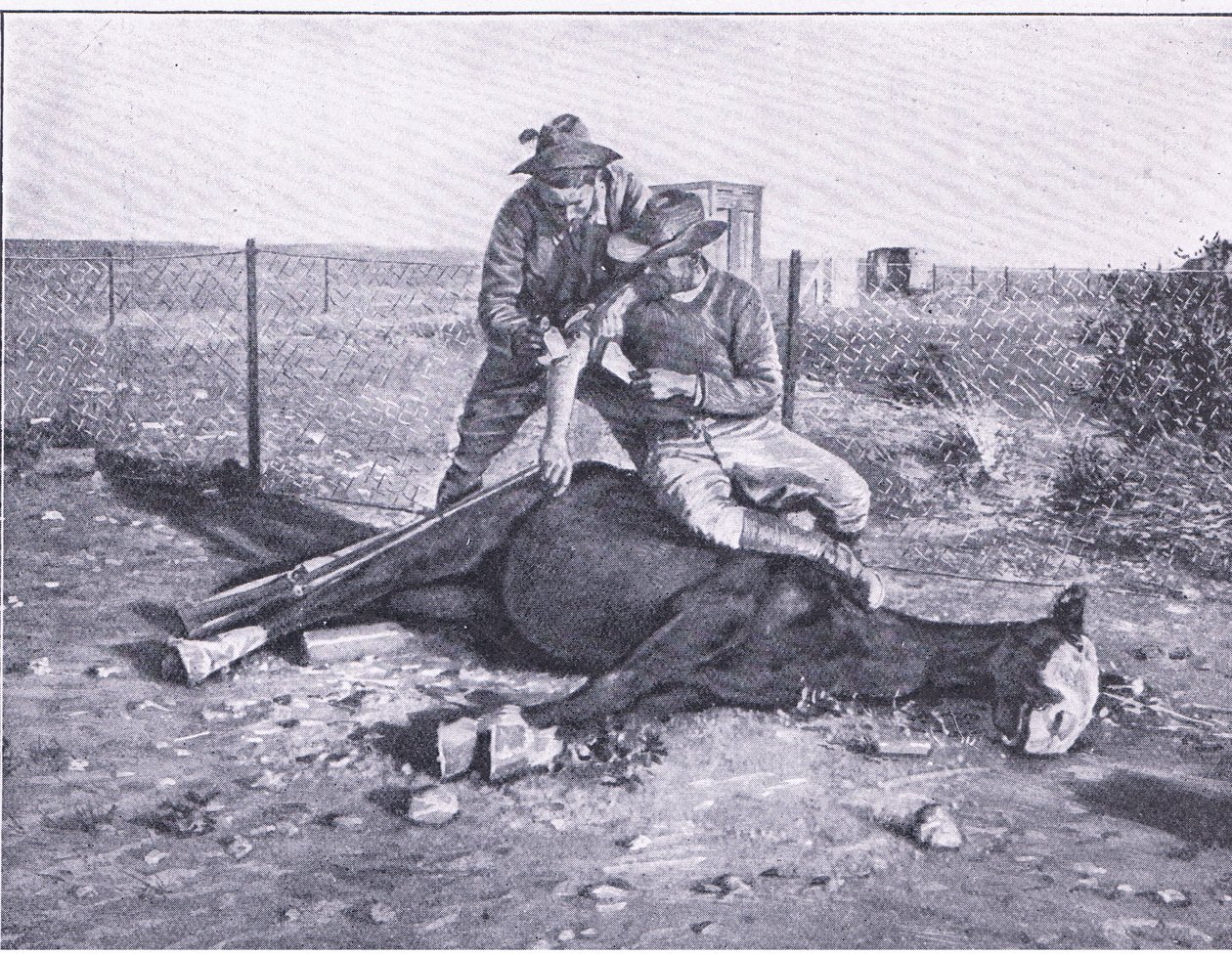 Een nauwe ontsnapping. Een gewonde verkenner die zijn paard onder zich heeft laten schieten, uit Na Pretoria: De Guerilla Oorlog uitgegeven door Harmsworth Bros Limited door Unknown photographer