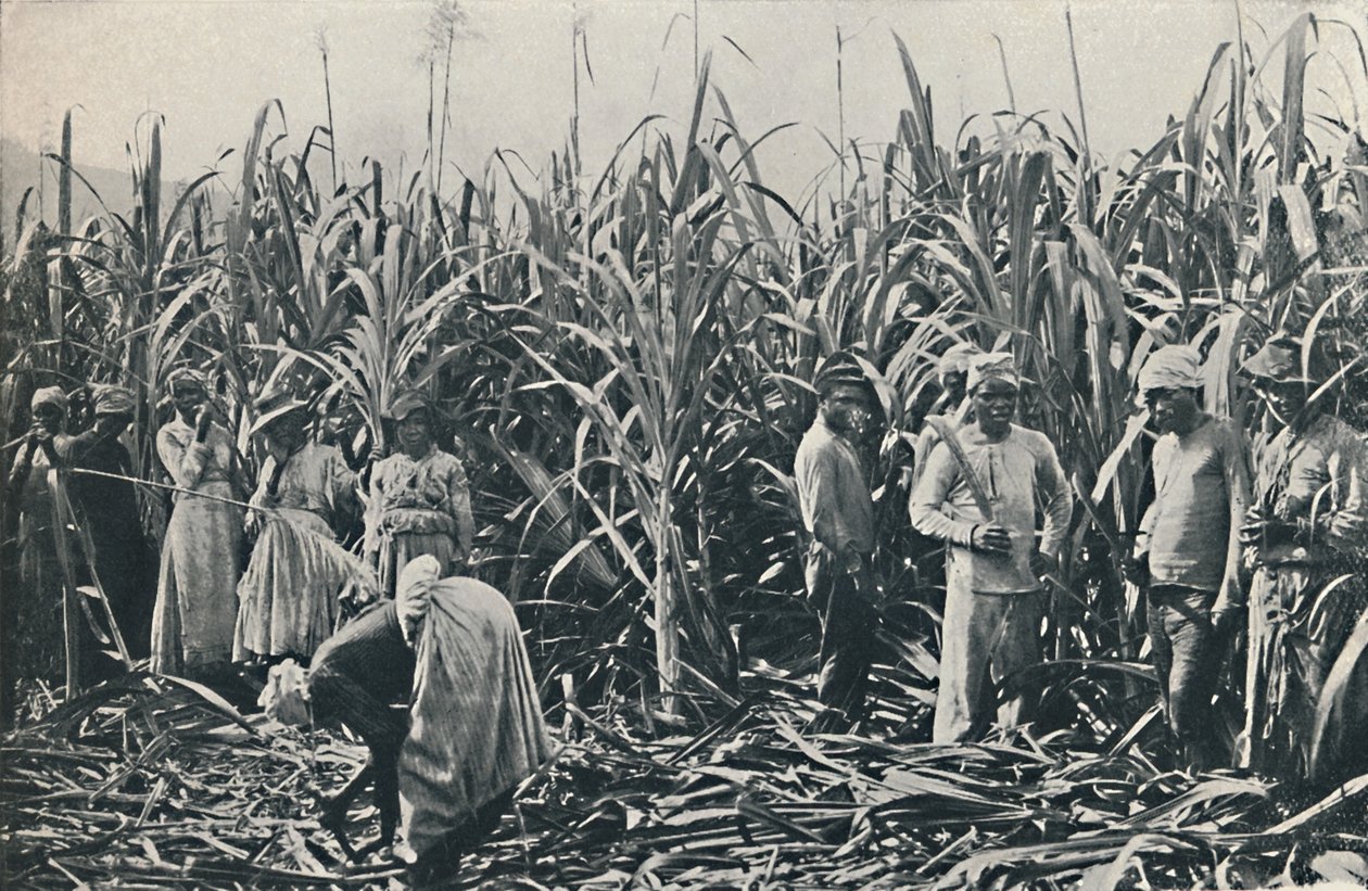 Een suikerrietplantage, 1916 door Valentine and Sons Ltd