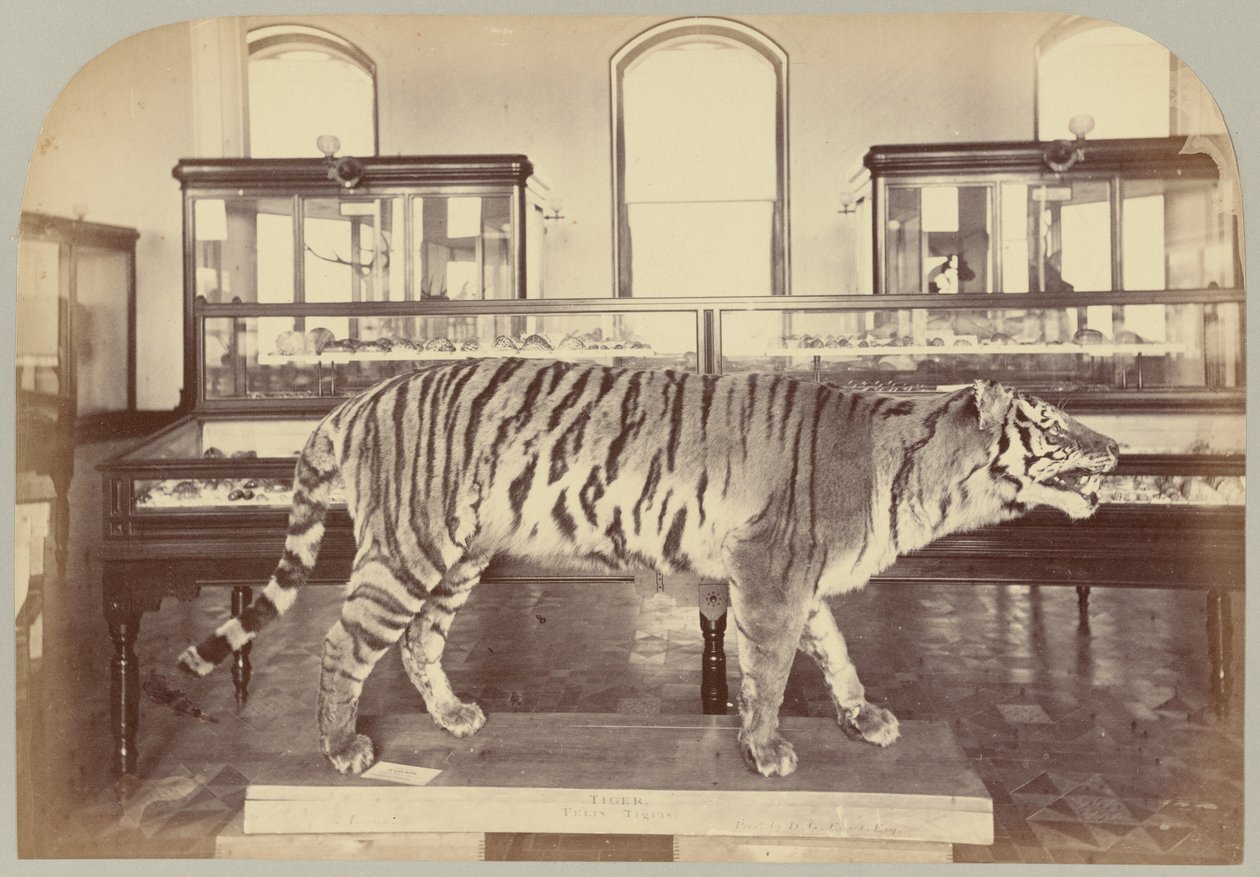 Pl. XI. Bengaalse Tijger door Victor Prevost, Gaston L. Feuardent and Co., New York