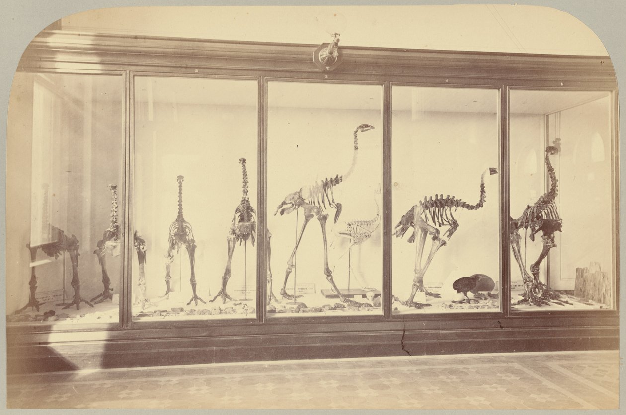 Pl. XV. Fossiele vogels: Nieuw-Zeeland door Victor Prevost, Gaston L. Feuardent and Co., New York