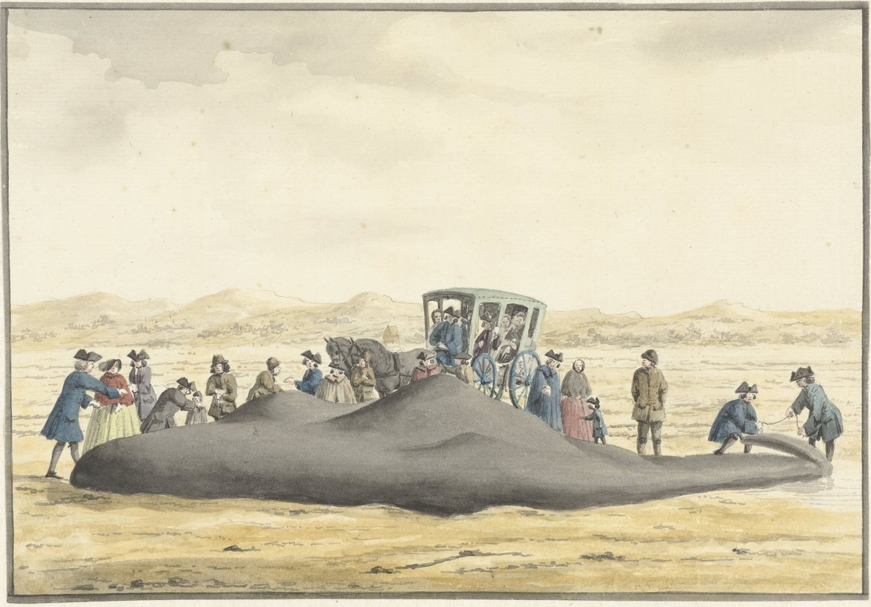 Aangespoelde potvis op het strand tussen Zandvoort en Wijk aan Zee, 20 februari 1762, op de rug gezien door Vincent Jansz. van der Vinne