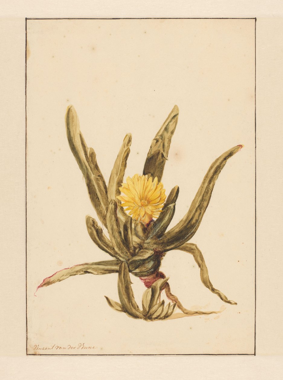 IJskruid met gele bloemen door Vincent Jansz. van der Vinne