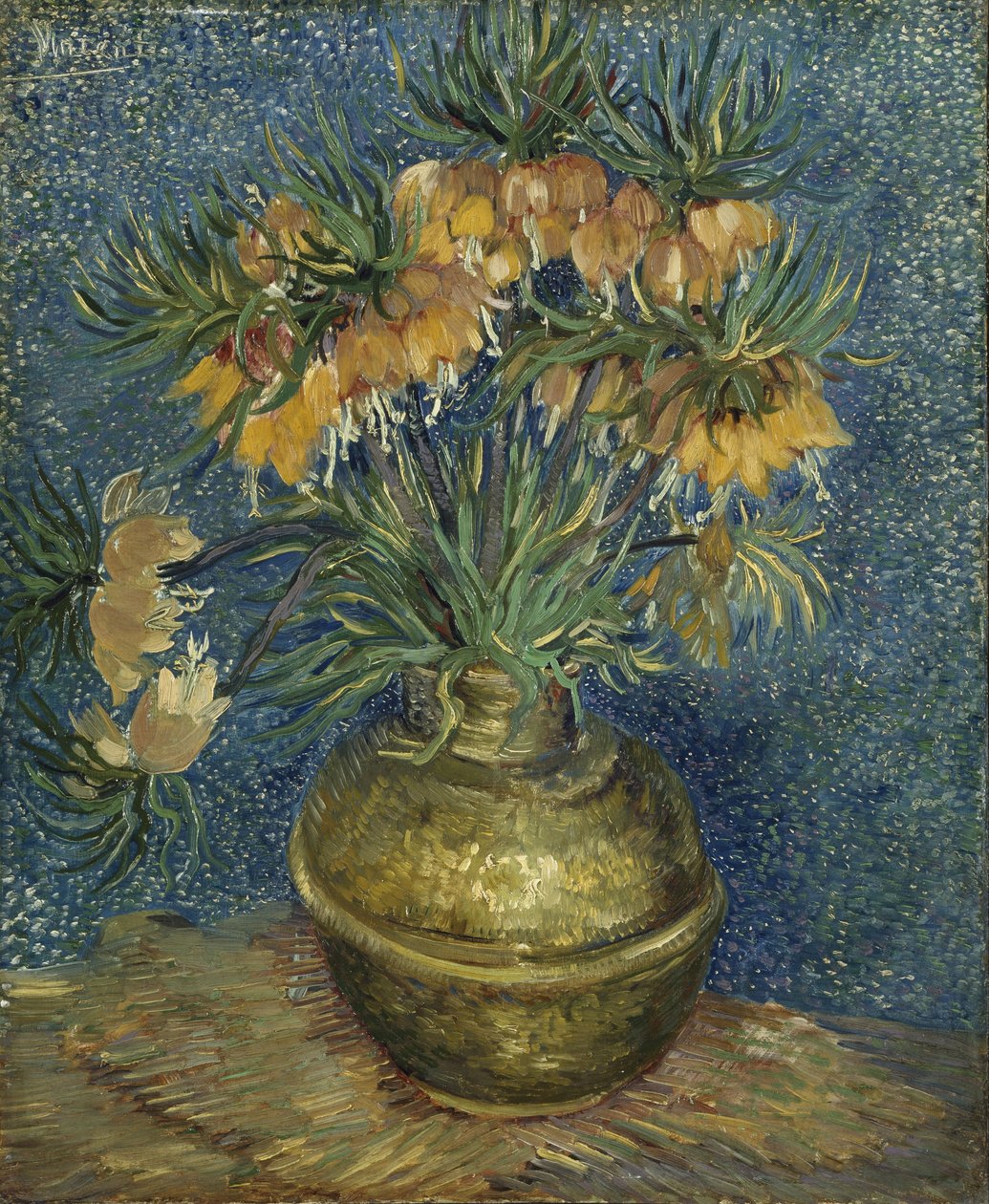 Fritillaria