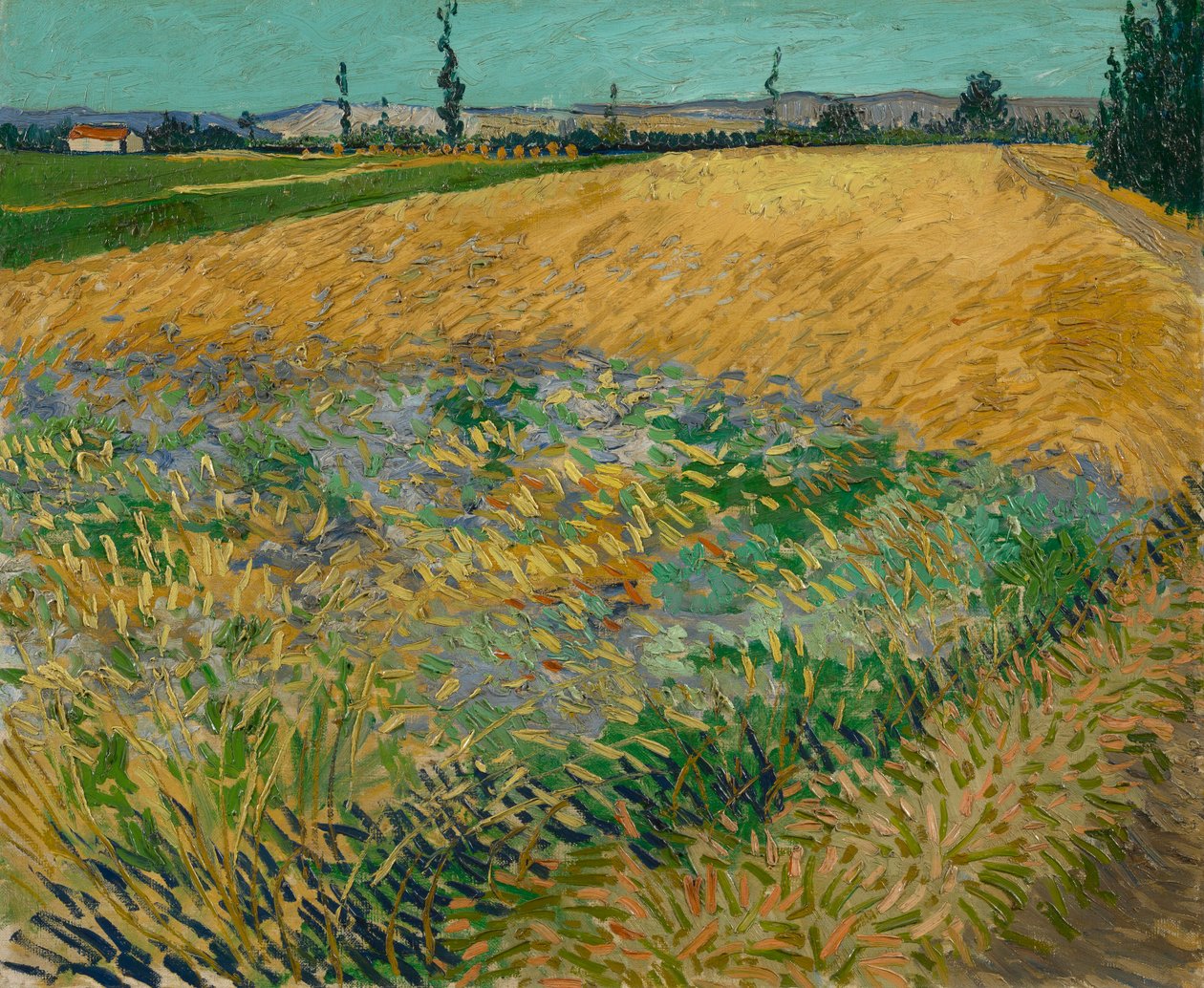 Korenveld door Vincent van Gogh