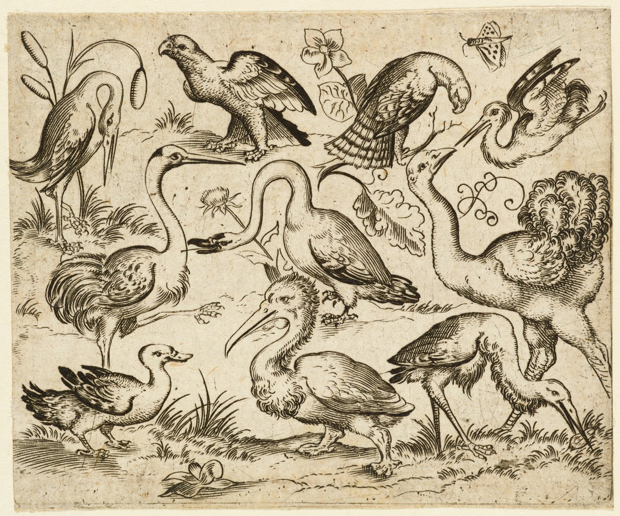 Struisvogel aan de linkerkant met negen andere vogels, waaronder een reiger en een pelikaan door Virgil Solis