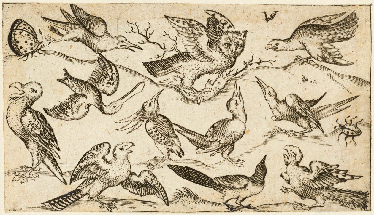 Elf vogels en twee insecten op minimale grond met een uil met uitgestrekte vleugels zittend op een tak in het midden met andere vogels eromheen die de uil plagen, uit Douce Ornament Prints Album I, na 1572 door Virgilius the elder (after) Solis