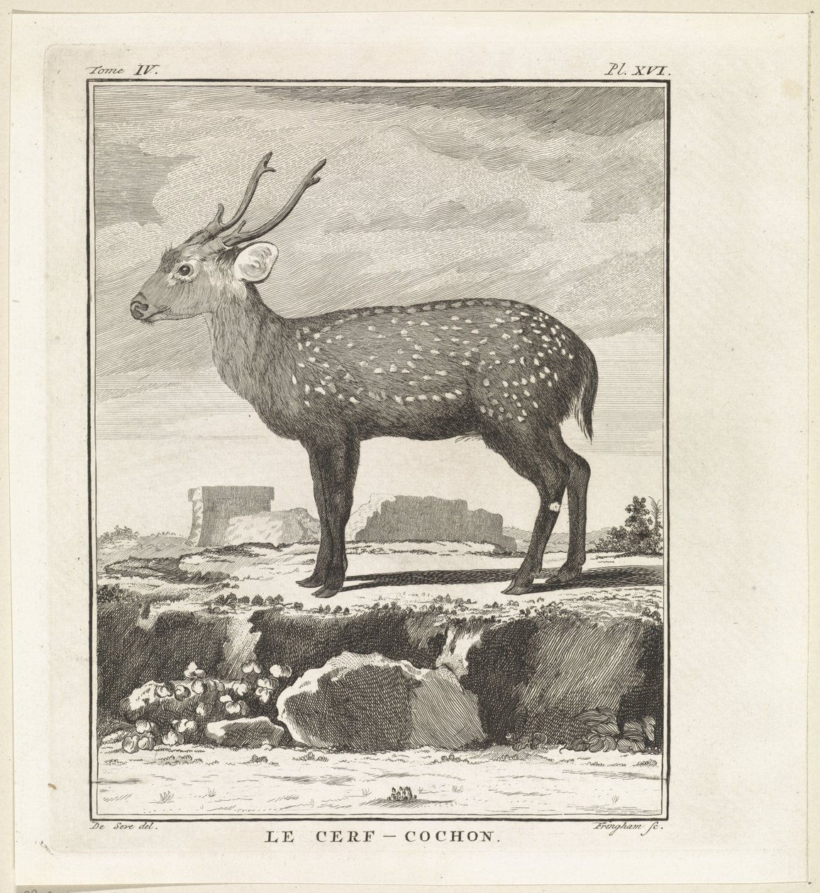 Hert door W. Tringham