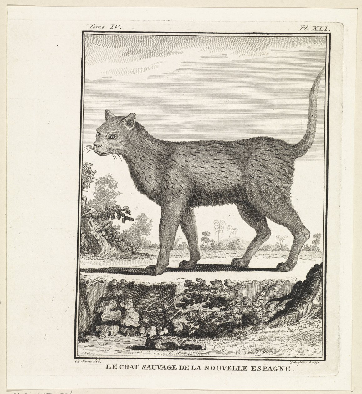 Wilde kat door W. Tringham