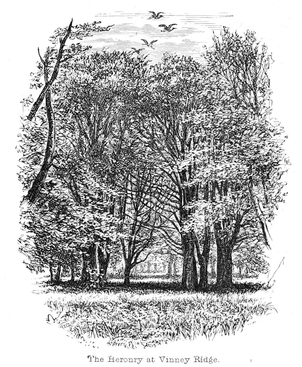 De Reigerkolonie bij Vinney Ridge door Walter Crane
