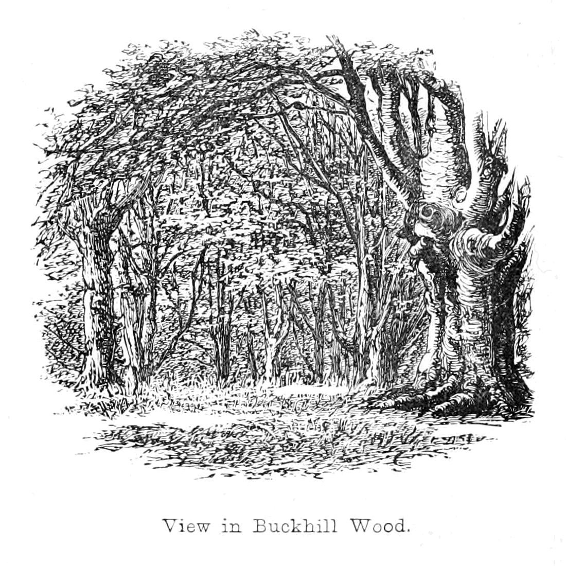 Uitzicht in Buckhill Wood door Walter Crane