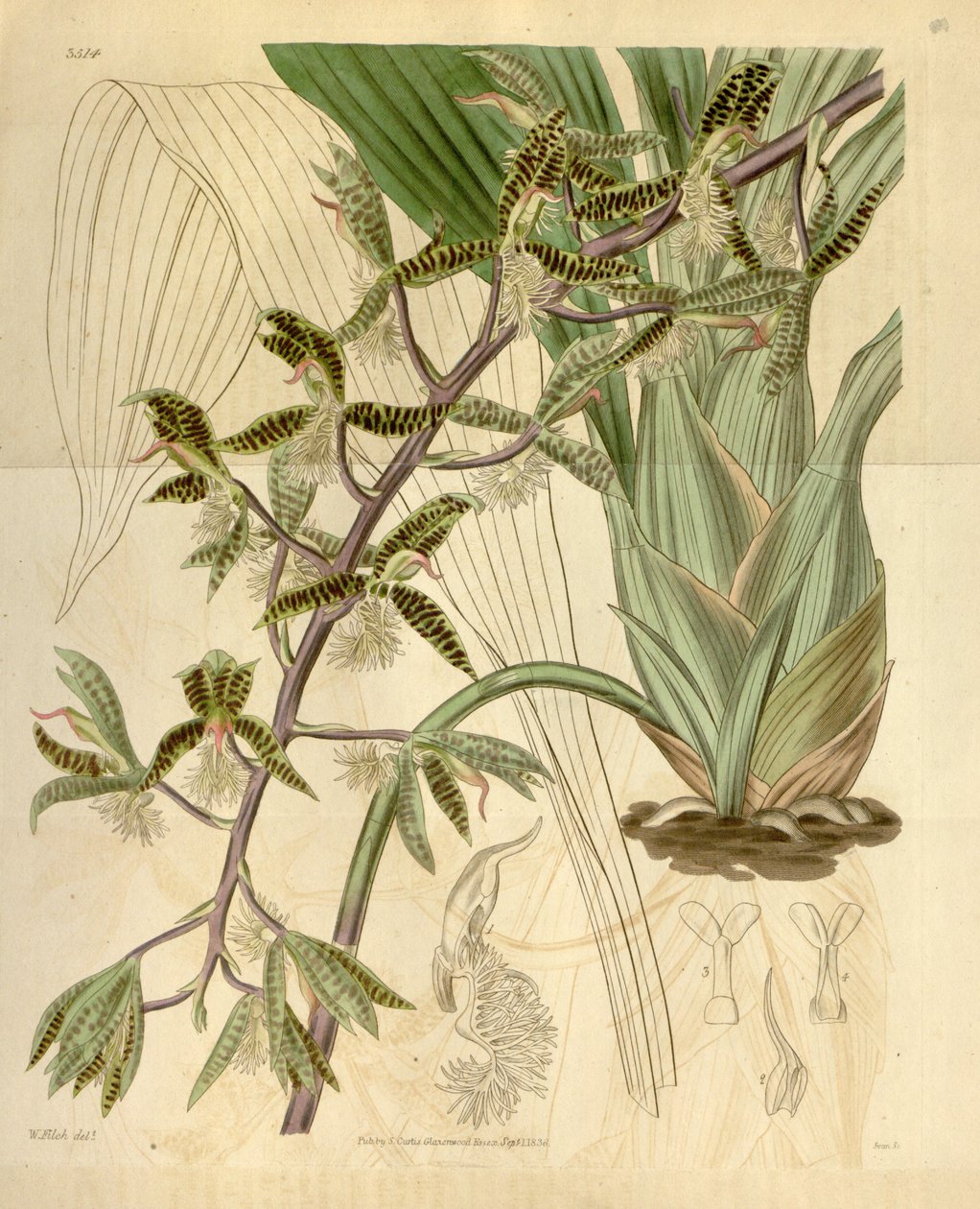 Illustratie van Catasetum barbatum (als syn. Myanthus barbatus) door Walter Hood Fitch
