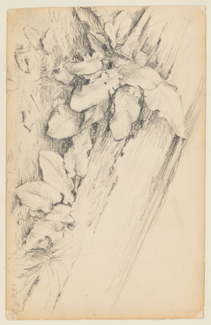 Studie van planten en rotte boomstam, 155th Street door Walter Clark