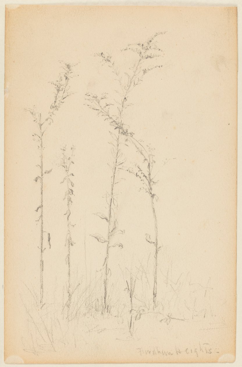 Studie van wilde planten, Fordham Heights door Walter Clark