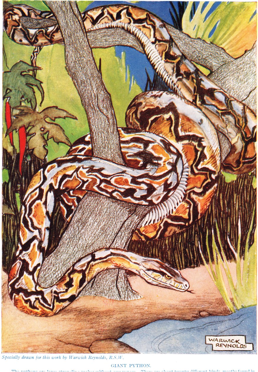 Reuzenpython, illustratie uit 