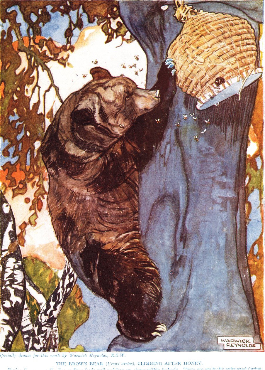 De bruine beer (Ursus arctos), klimmend naar honing, illustratie uit 