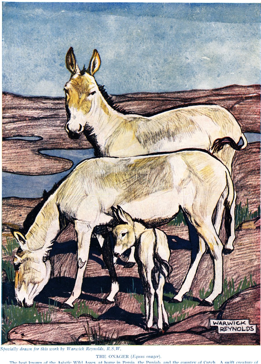 De Onager, uit 