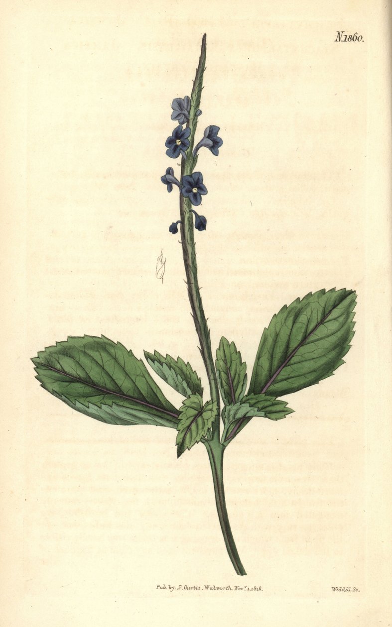 Blauwe verbena - Jamaicaanse bastaardverbena, Stachytarpheta jamaicensis. Handgekleurde kopergravure door Weddell uit John Sims