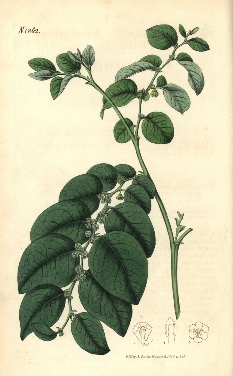 Breynia fruticosa von Weddell Weddell