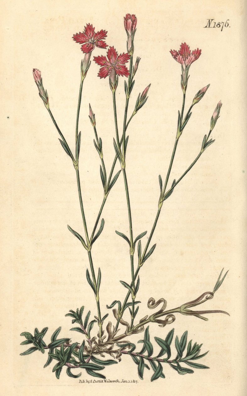 Veldanjus - Veldroos, Dianthus campestris. Handgekleurde botanische gravure door Weddell uit John Sims