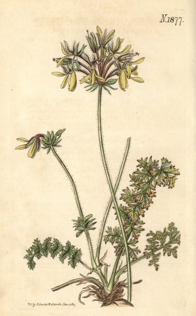 Floristen-Geranie - Pelargonium rapaceum var. luteum von Weddell Weddell