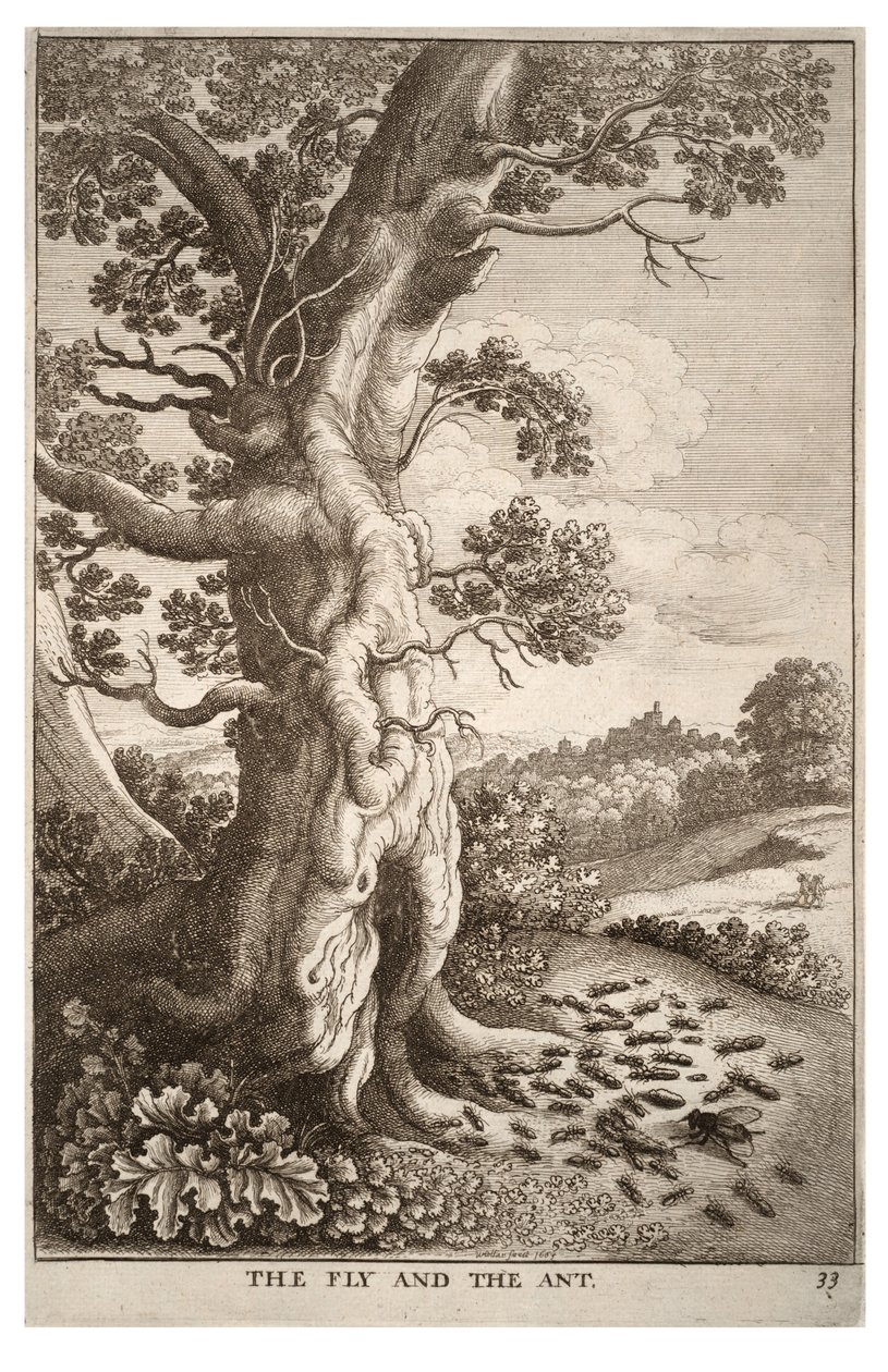 De vlieg en de mier door Wenceslaus Hollar