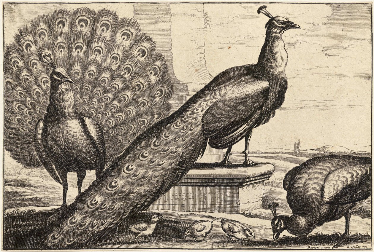 Drie pauwen door Wenceslaus Hollar