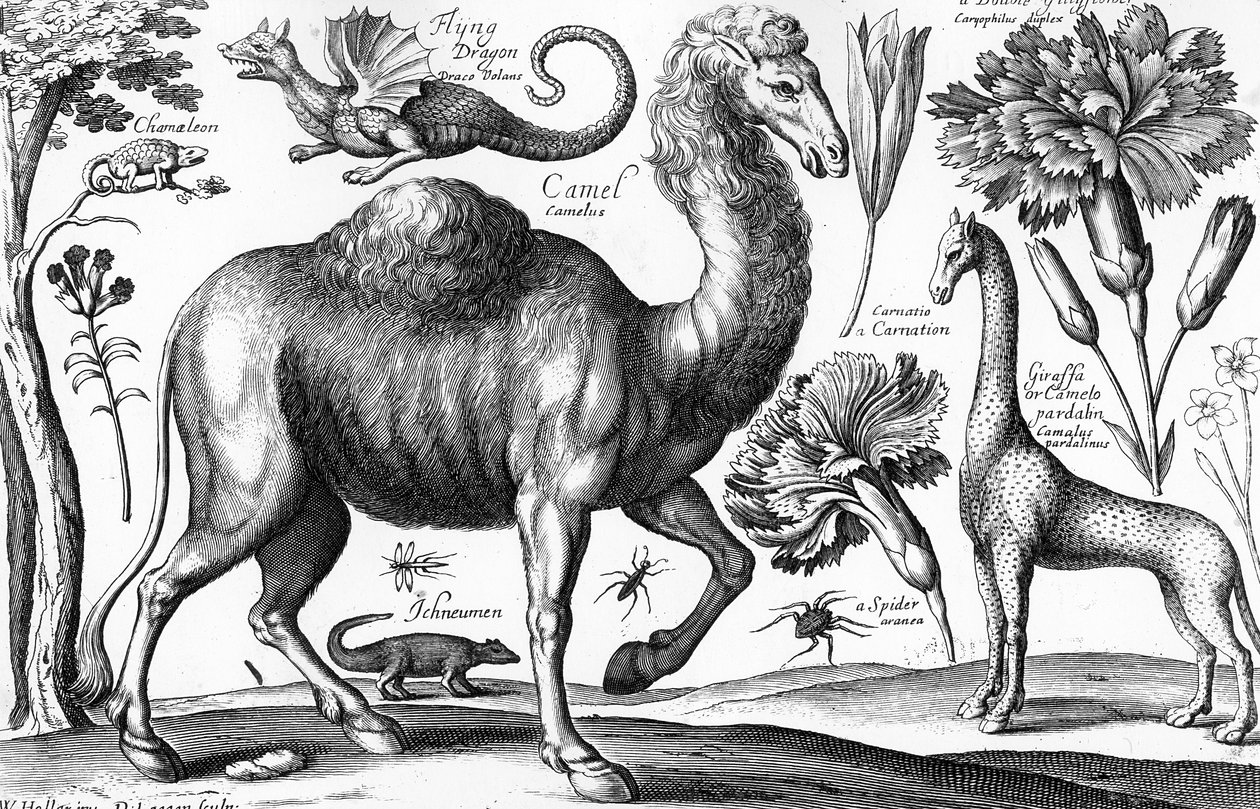 Animalium, Ferarum et Bestiarum, gegraveerd door David Loggan door Wenceslaus (after) Hollar