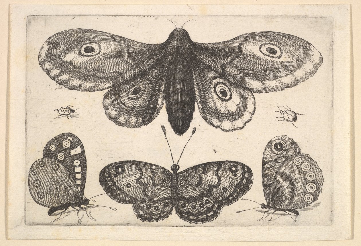 Een mot, drie vlinders en twee kevers door Wenceslaus Hollar