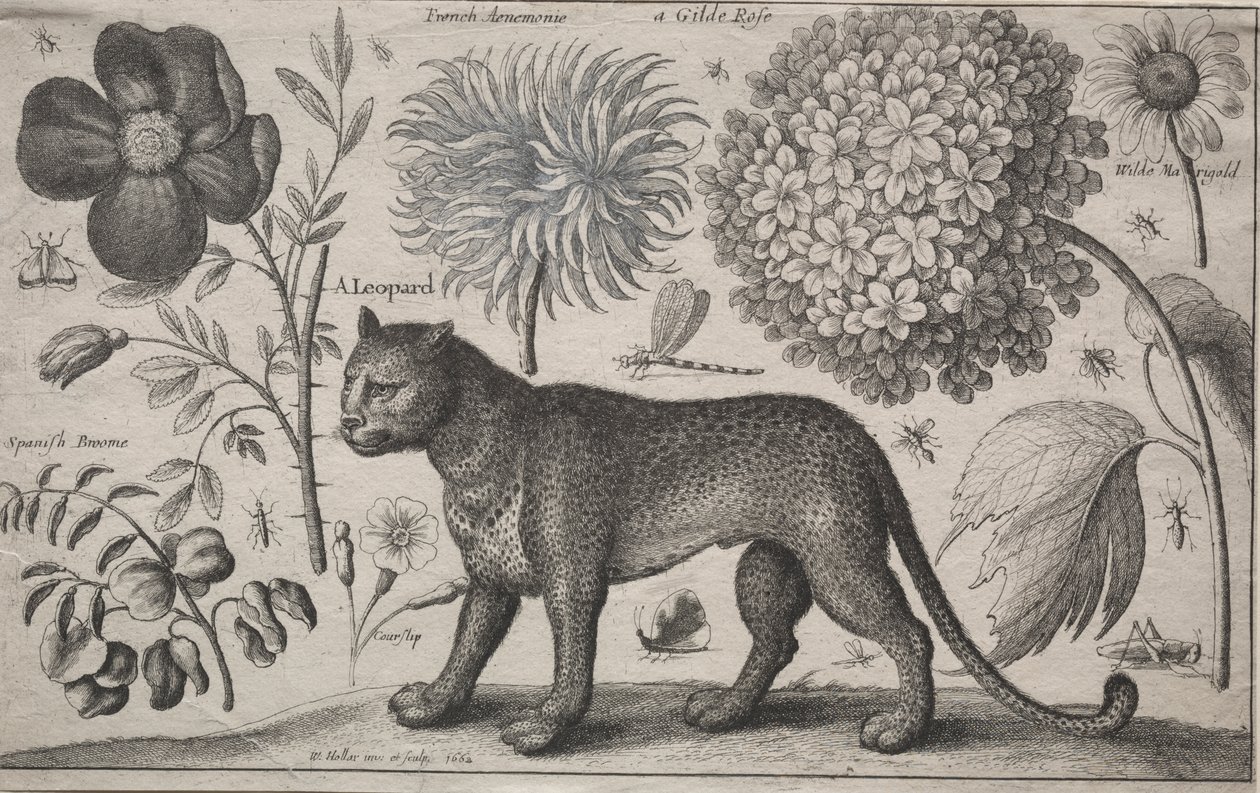 Dieren en Planten: Luipaard met Planten en Insecten door Wenceslaus Hollar
