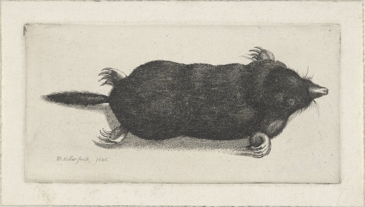 Dode mol door Wenceslaus Hollar