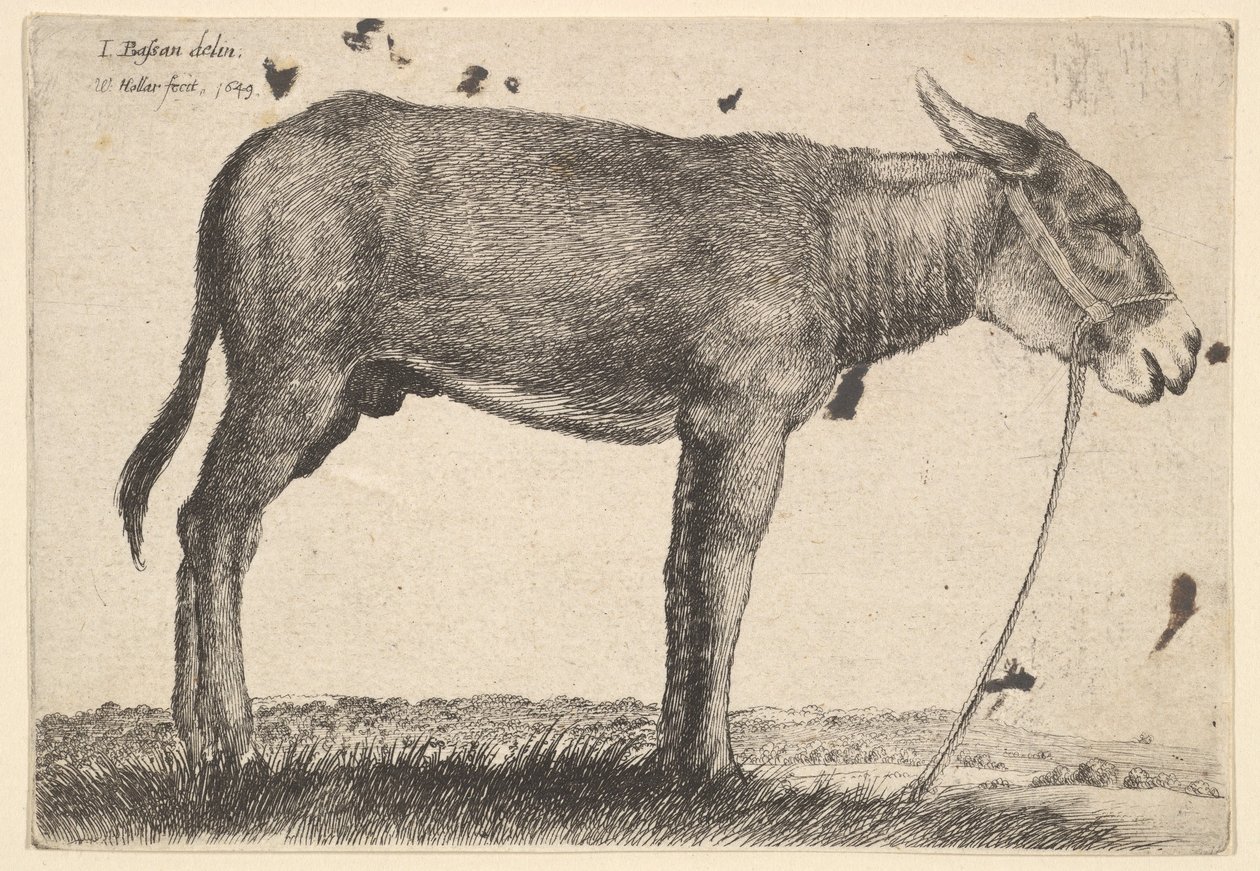 Ezel, 1649 door Wenceslaus Hollar