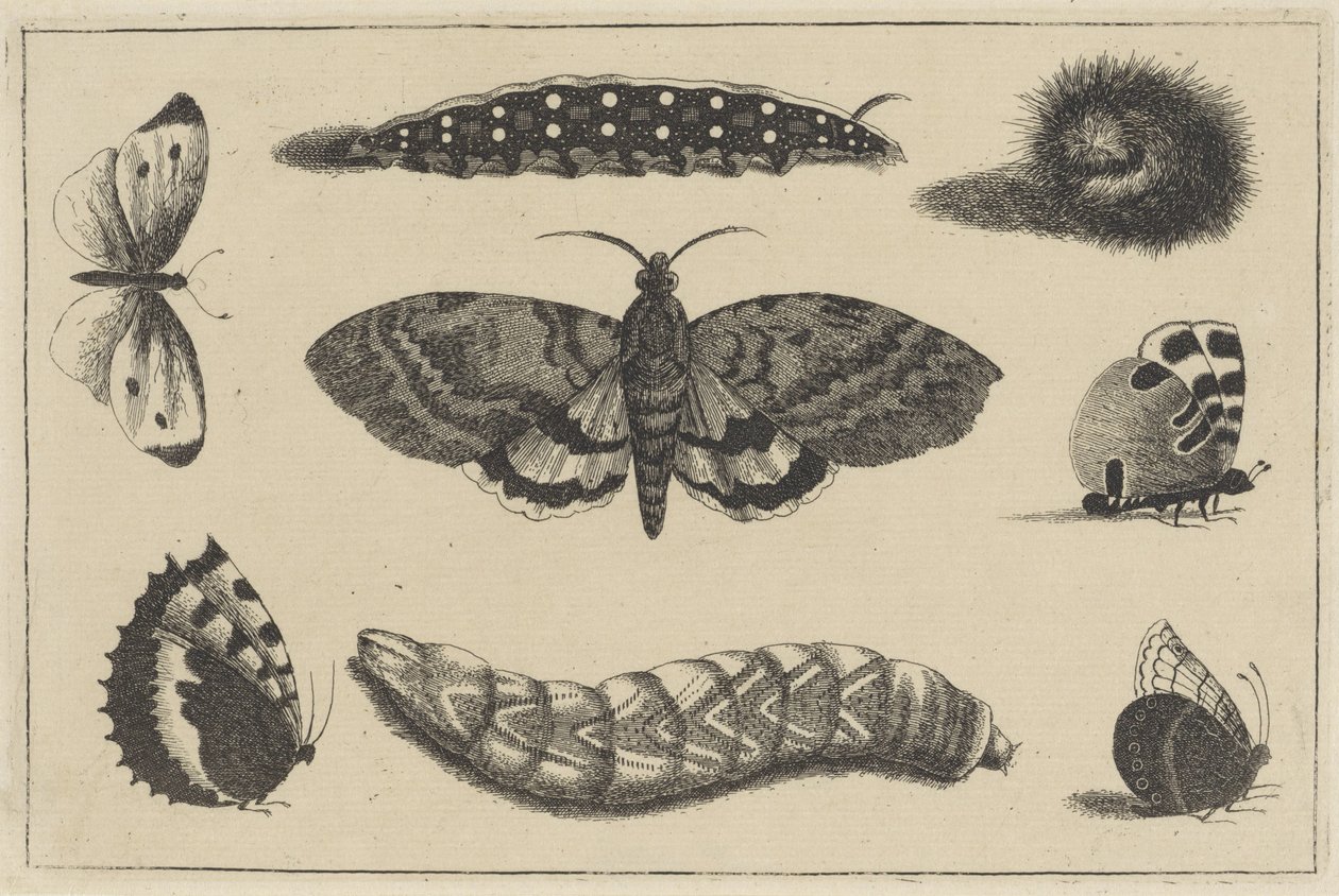 Drie rupsen, een mot en vier vlinders door Wenceslaus Hollar